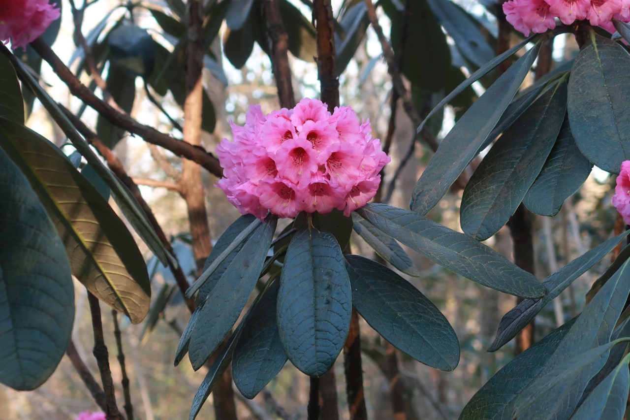 R. kesangiae
